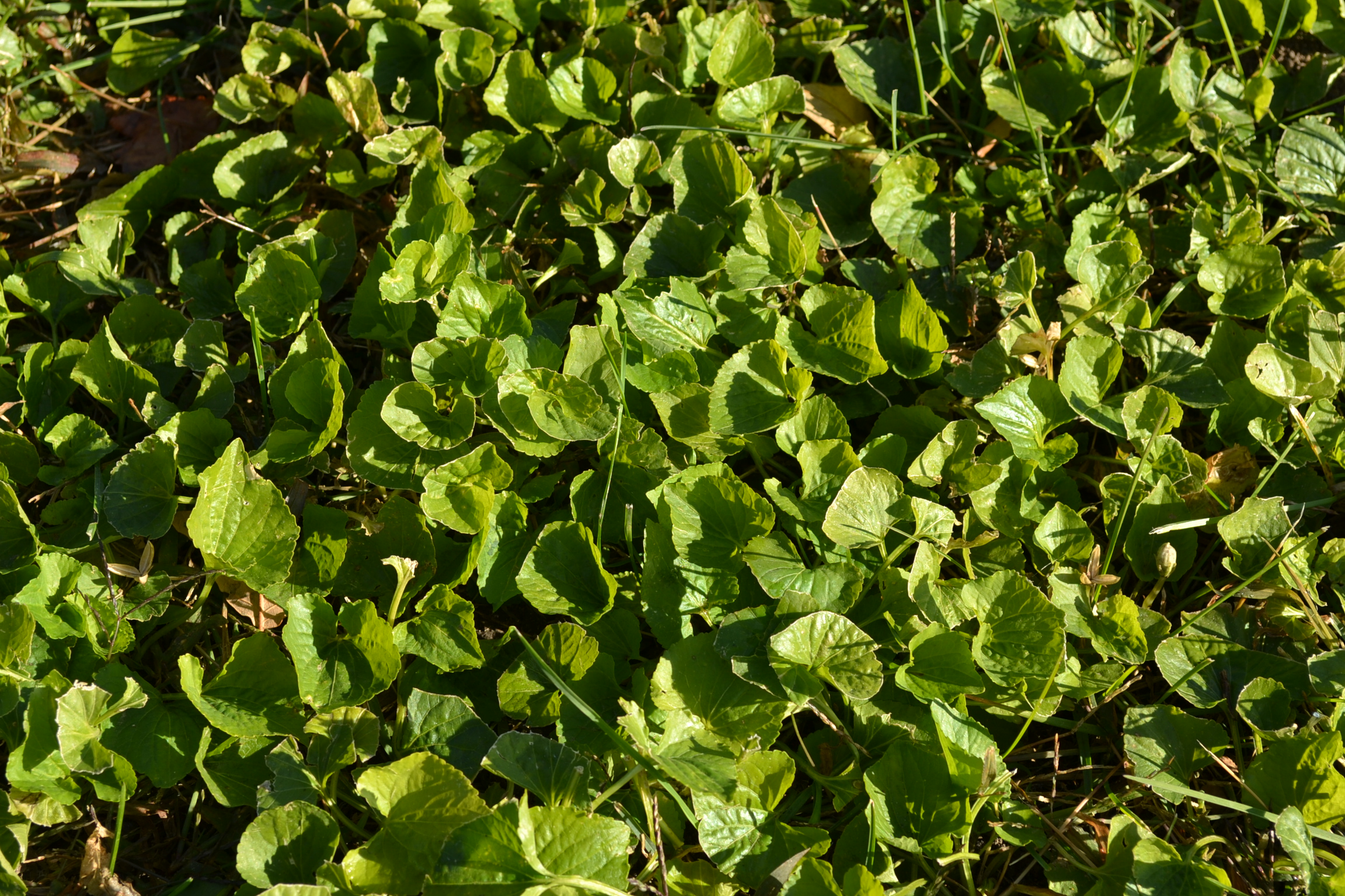 Wild Violet is a broadleaf weed commonly found in turf grass.