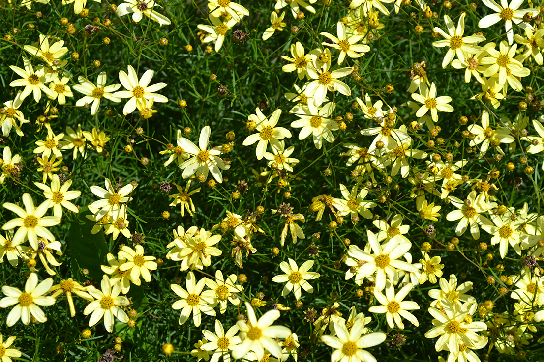 Tickseed Coreopsis Moonbeam