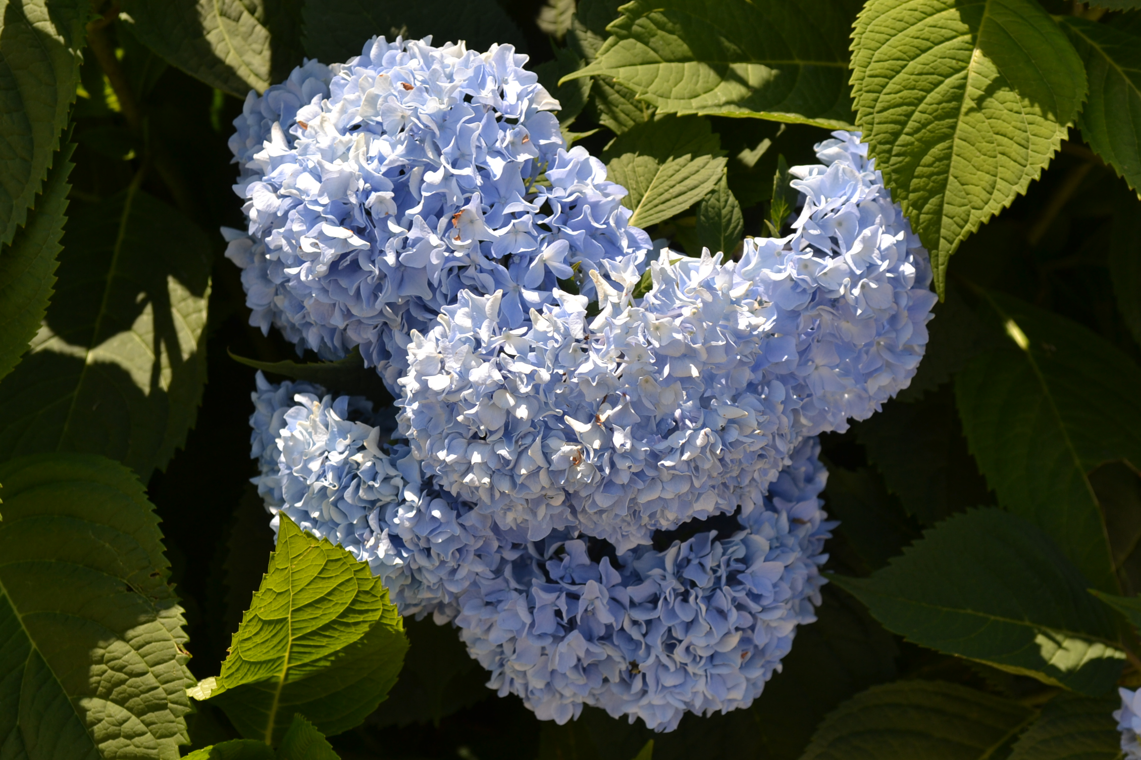 Endless Summer Hydrangea ® is a colorful shrub that blooms all summer.