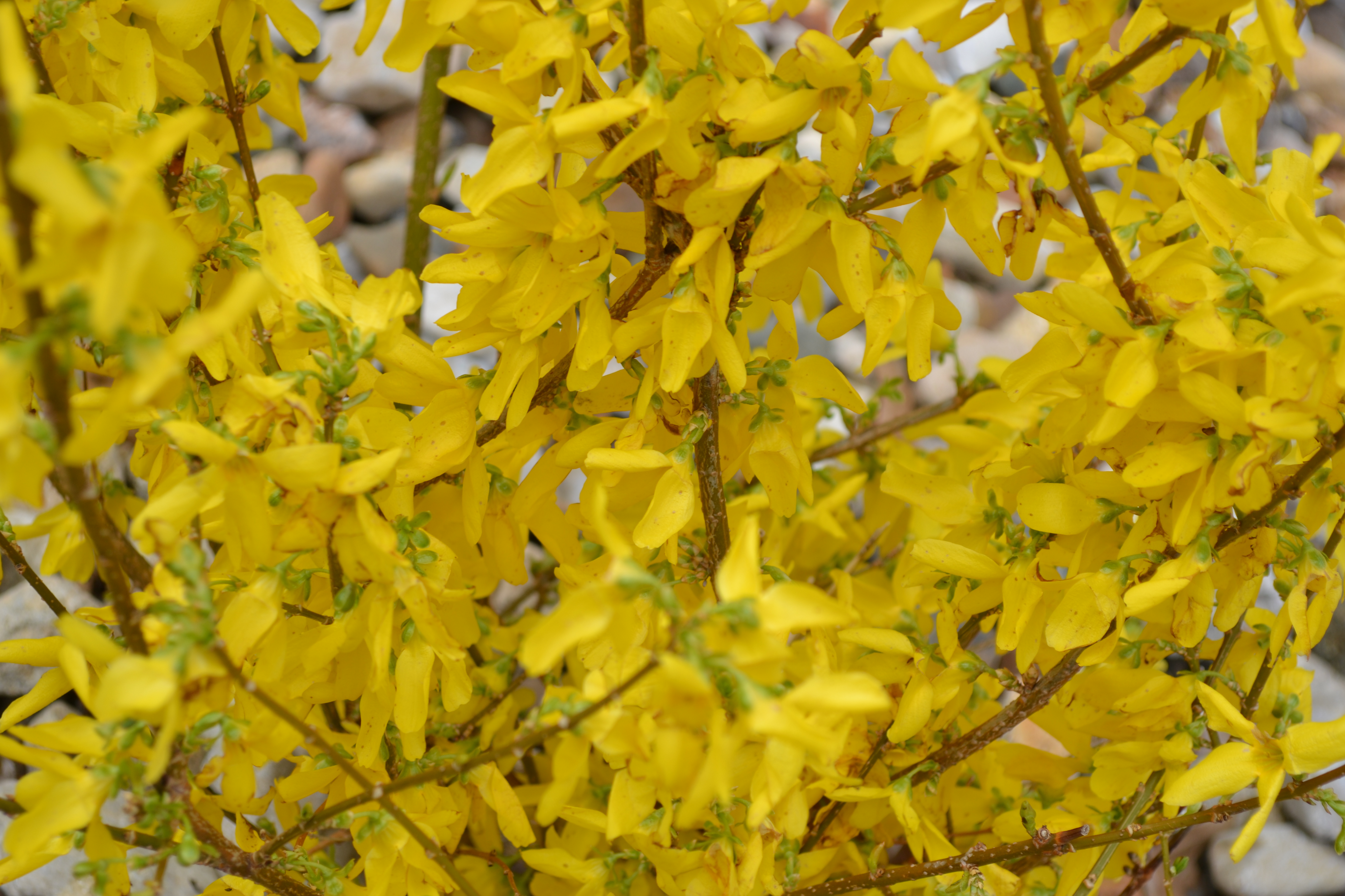 Spring Glory Forsythia is a showy spring flowering plant.
