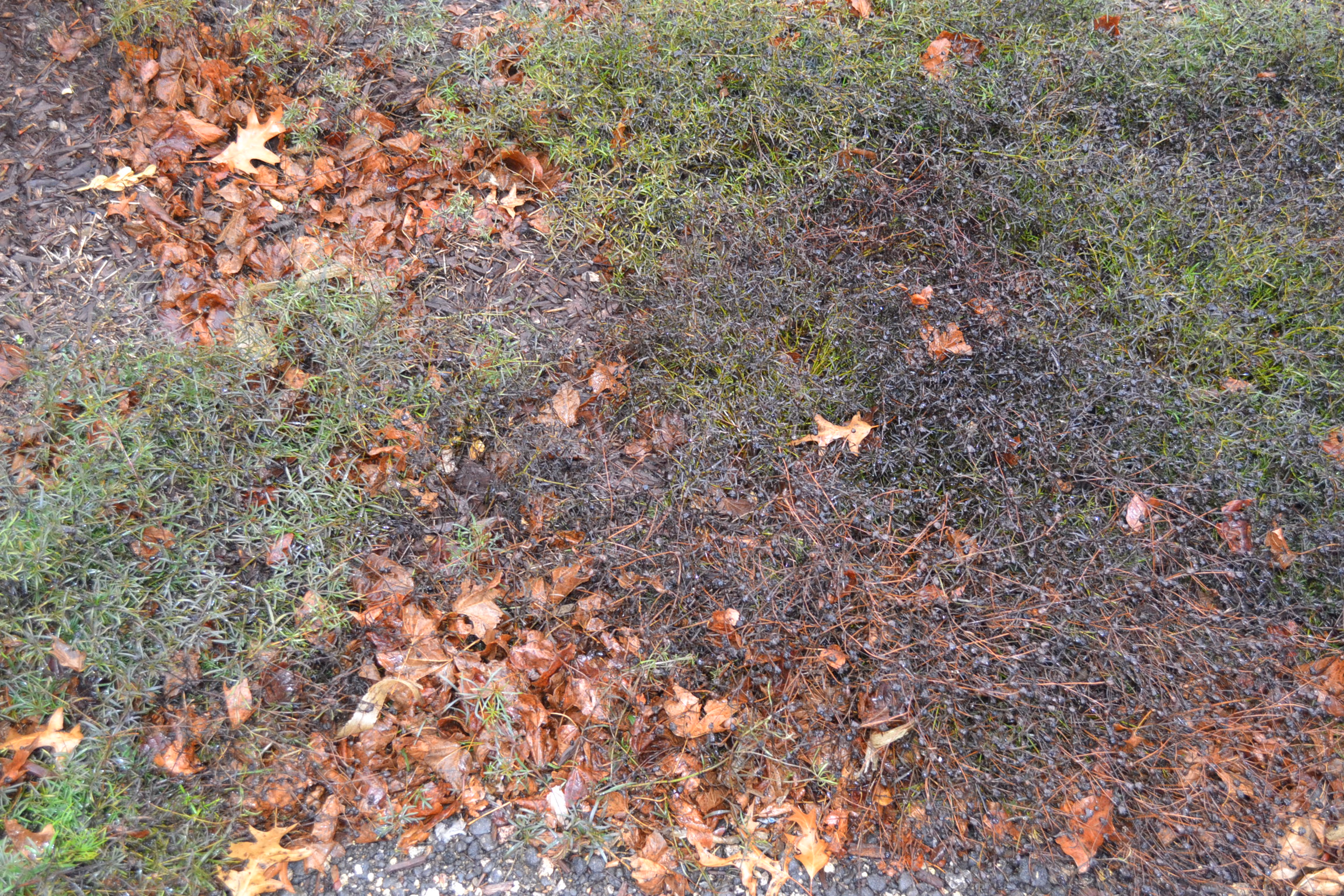 Fall landscape bed clean up will get your beds in shape.