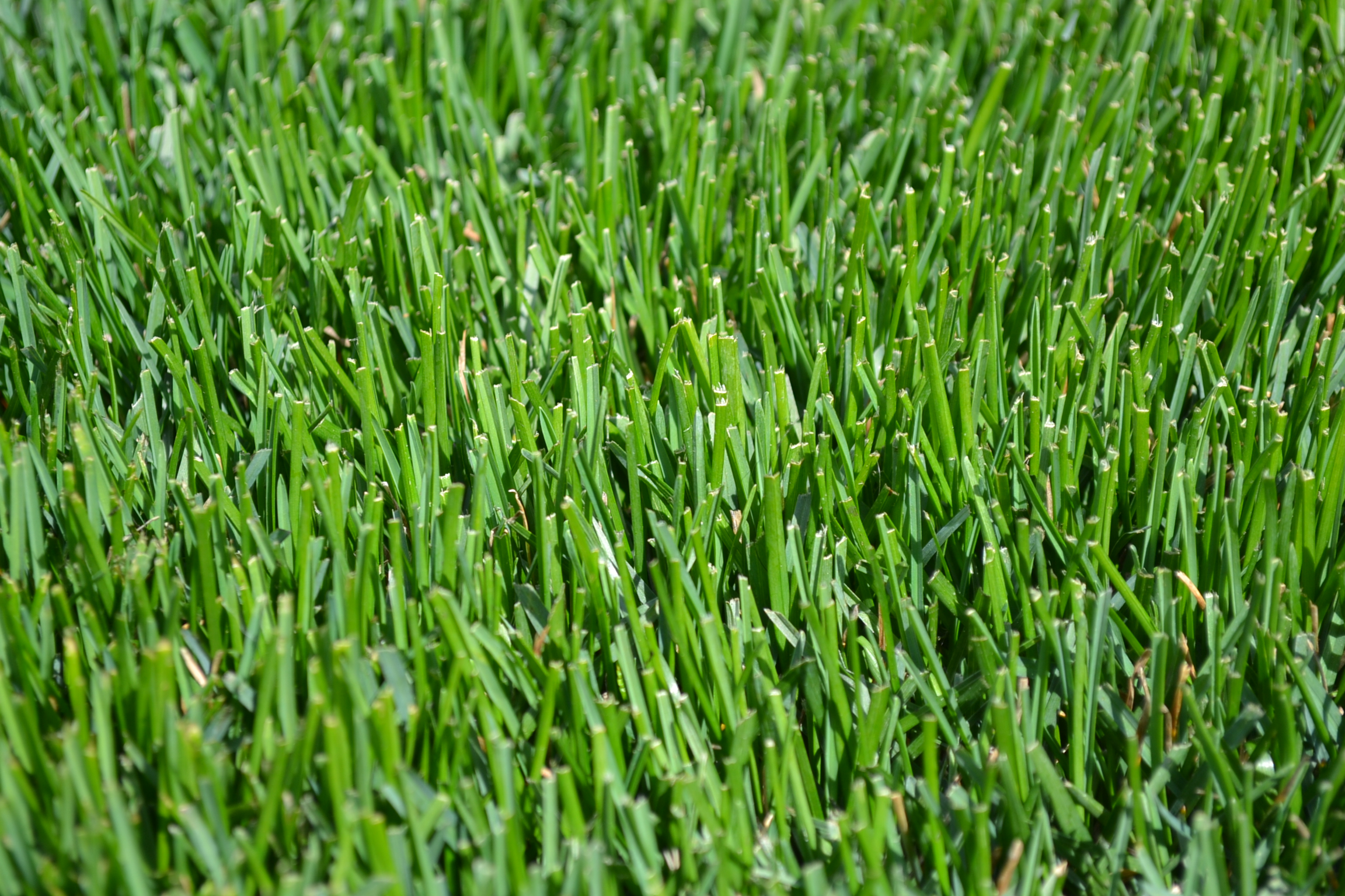 Green Grass Green Thumb Advice