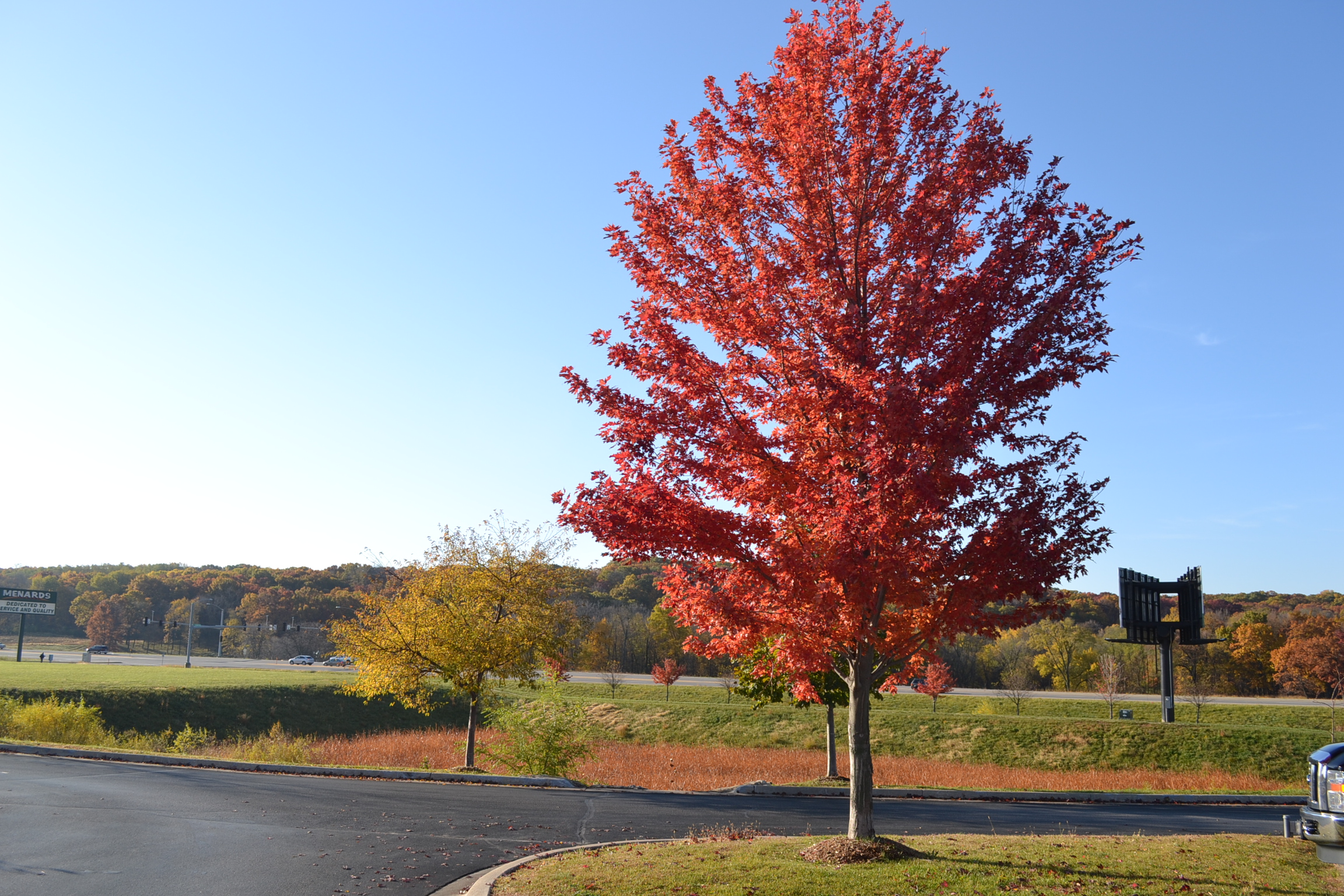 Autumn Blaze Maple is a popular hybrid tree variety.