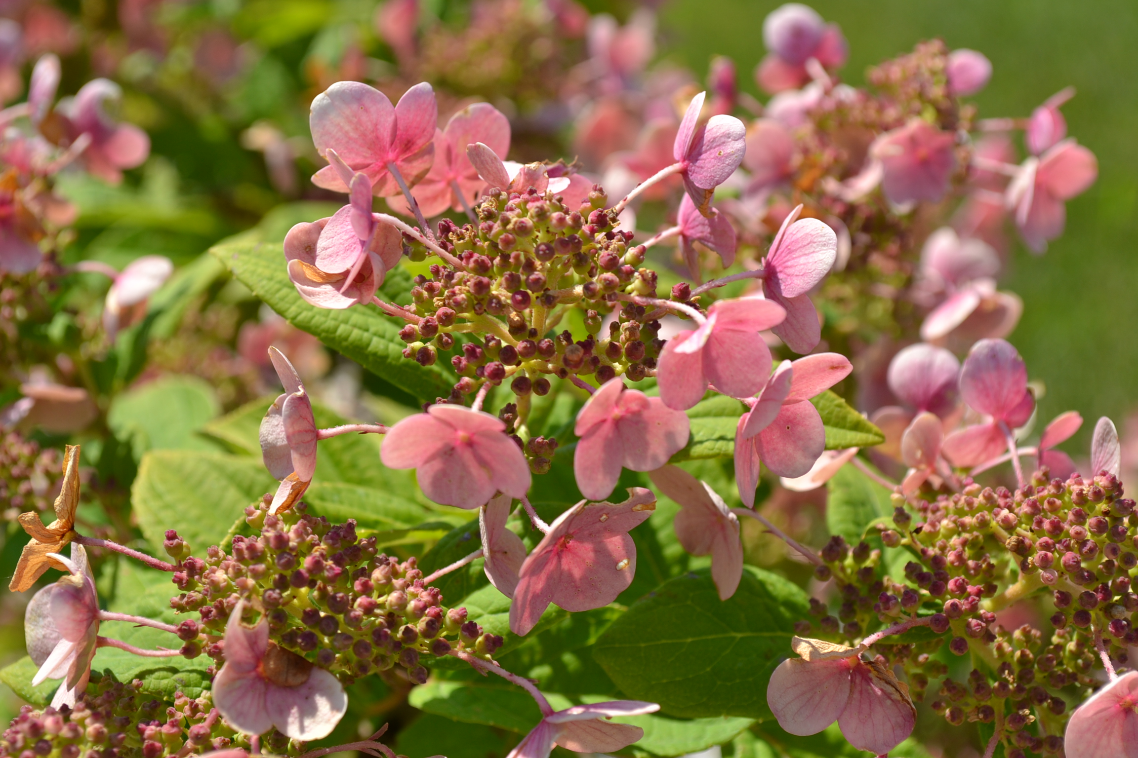 PeeGee Hydrangea Compact is a summer blooming deciduous shrub.