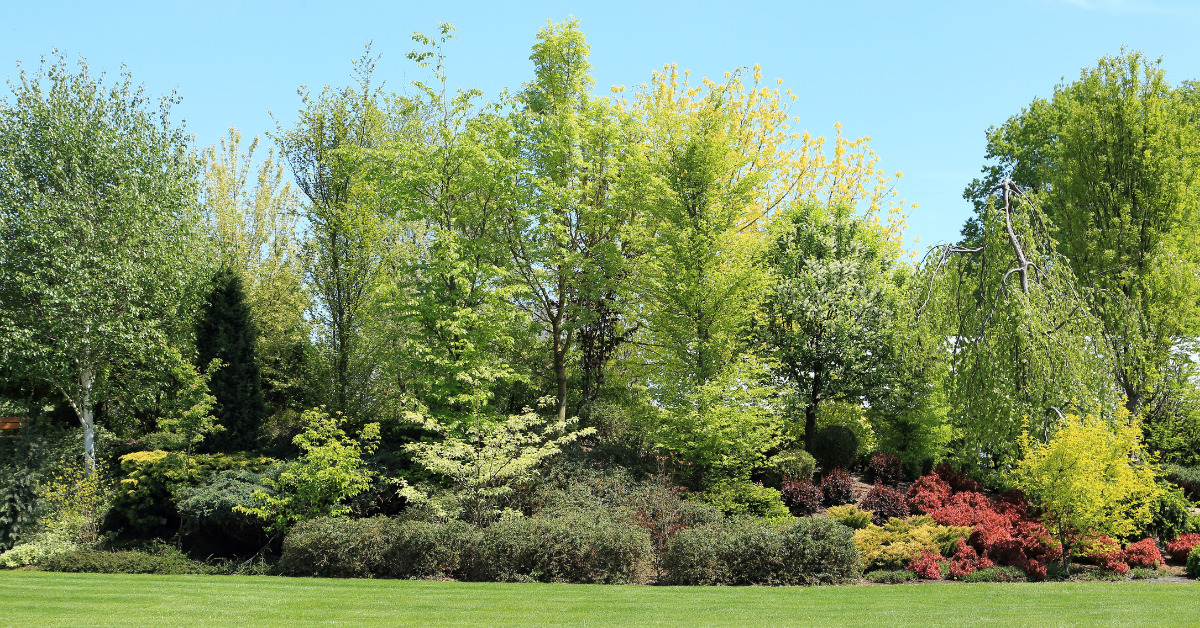 Beautiful Screening Plants To Grow In Your Garden