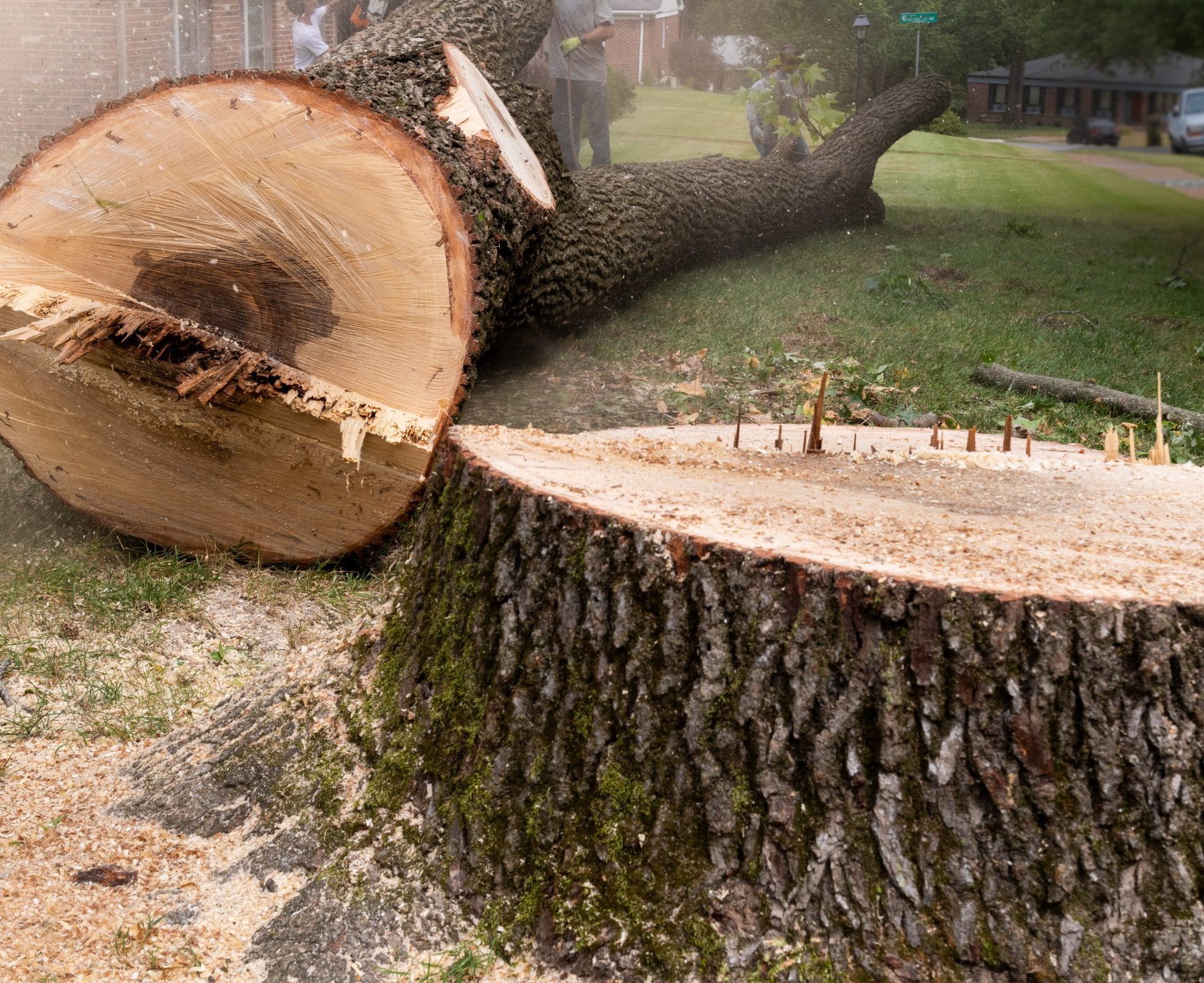 How Much Does Tree Removal Cost? Tips to Save(01)