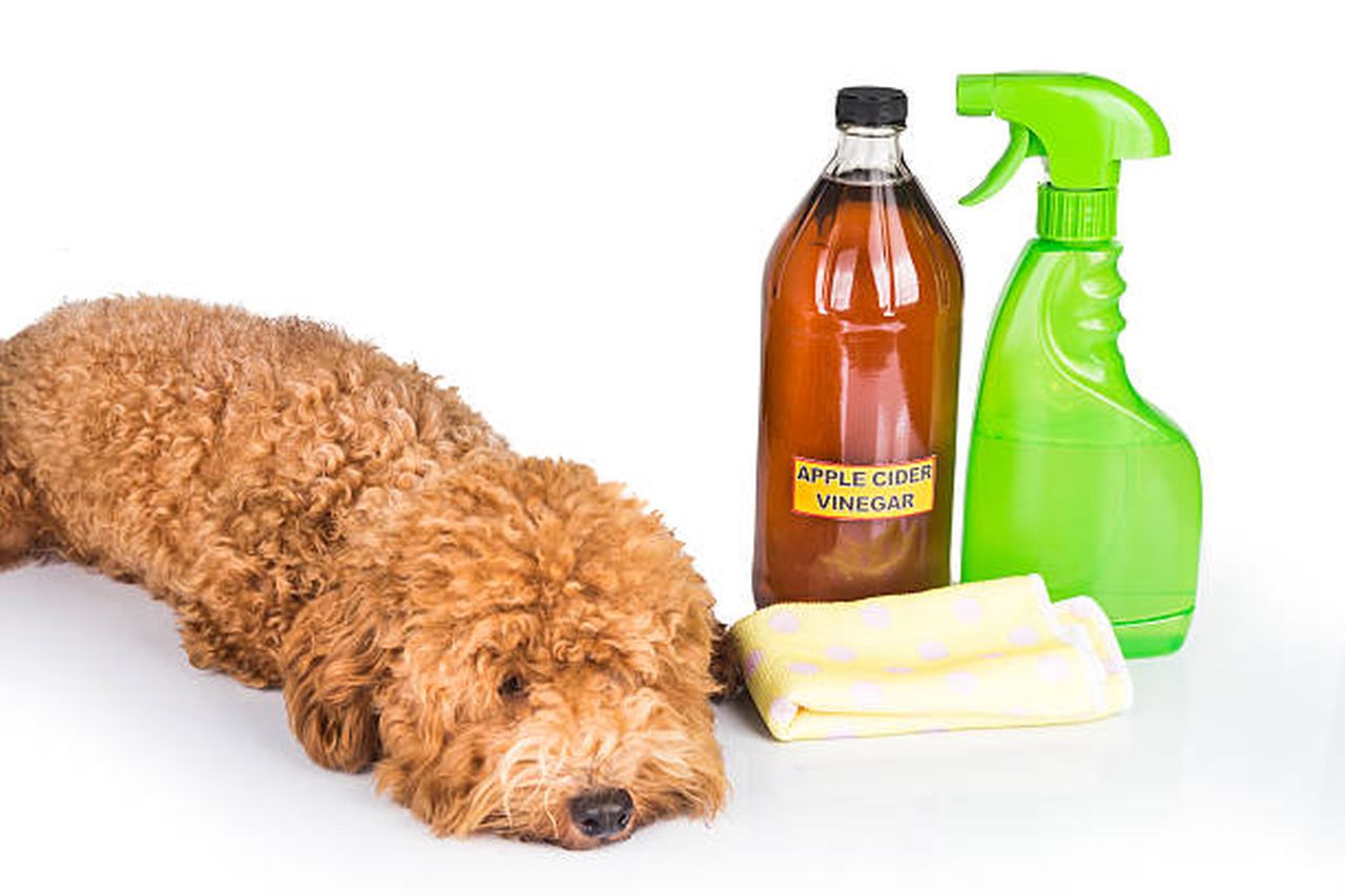 How to Choose Safe Cleaning Products for Pets