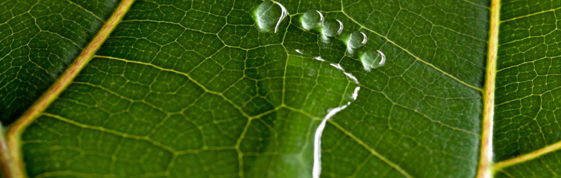 Carpet Cleaning Service Concord NC Charlotte NC Specials