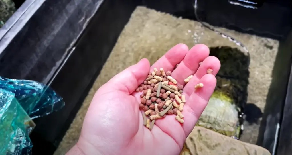 How Long to Wait to Put Fish in Tank After Cleaning? CleanerProfy