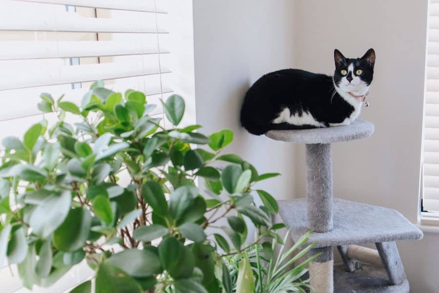 How To Clean a Cat Tree CleanerWiki