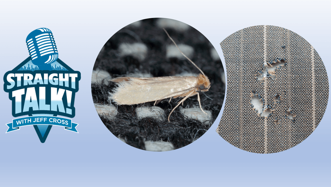 Clothes Moths and Rugs and Fabrics Damage Cleanfax