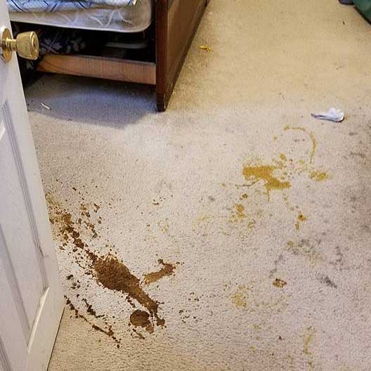 Home Clean Green Utah