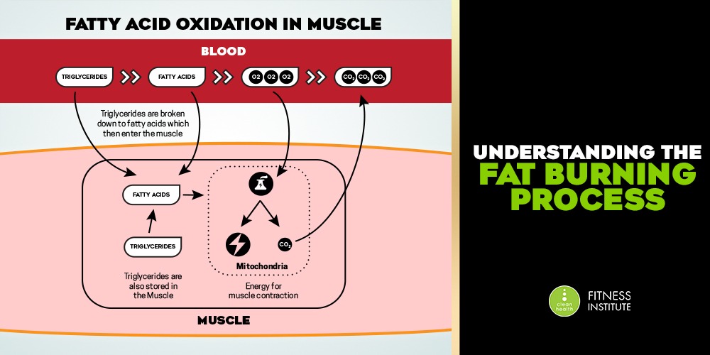 Understanding the Fat Burning Process Clean Health Fitness Institute