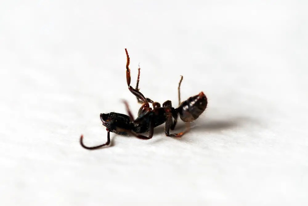 Does Vacuuming Kill Ants?