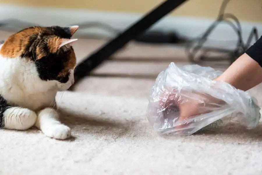 How To Get Rid Of Cat Poop Smell On Carpet Comprehensive Guide