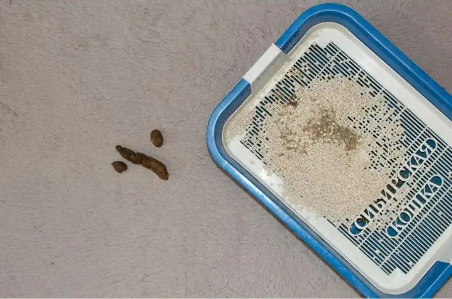 How To Get Rid Of Cat Poop Smell On Carpet Comprehensive Guide