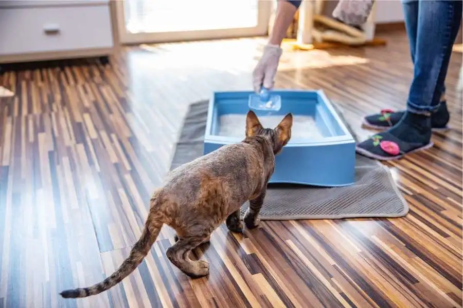 How To Get Cat Litter Out Of Laminate Flooring A Comprehensive Guide