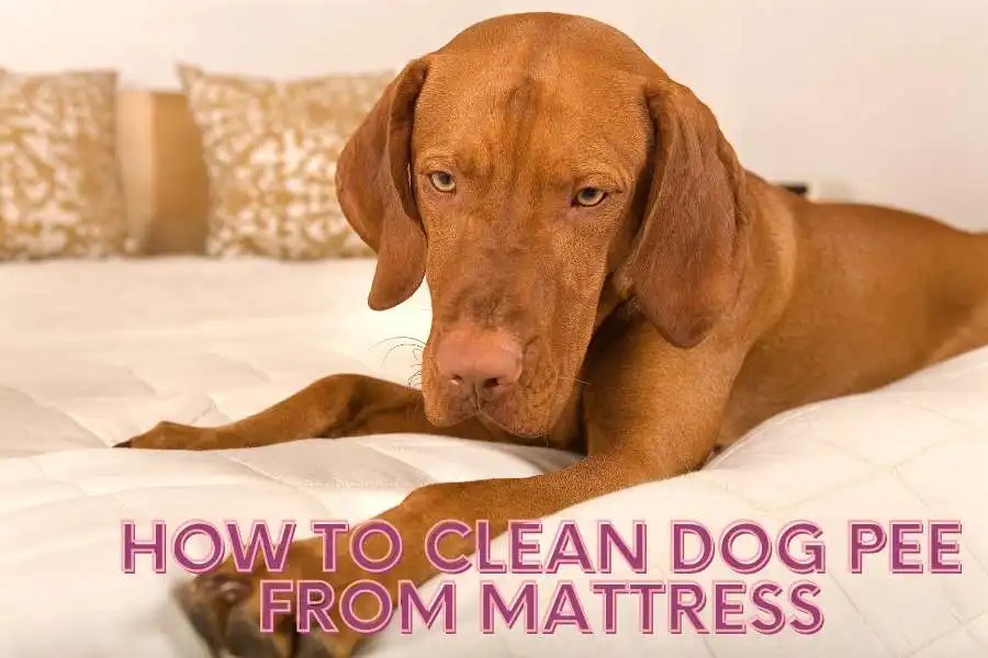 How To Clean Dog Pee From Mattress Tips & Tricks For Effective Cleaning