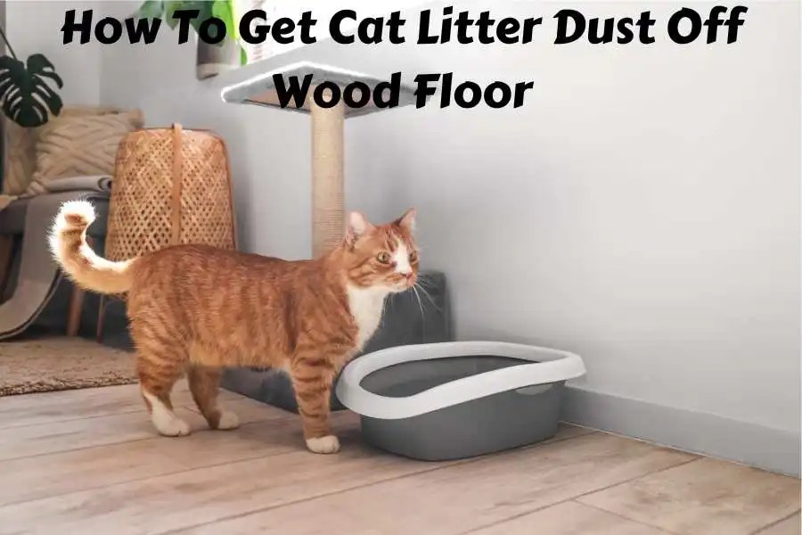 How To Get Cat Litter Dust Off Wood Floor Tricks for Managing Cat Litter