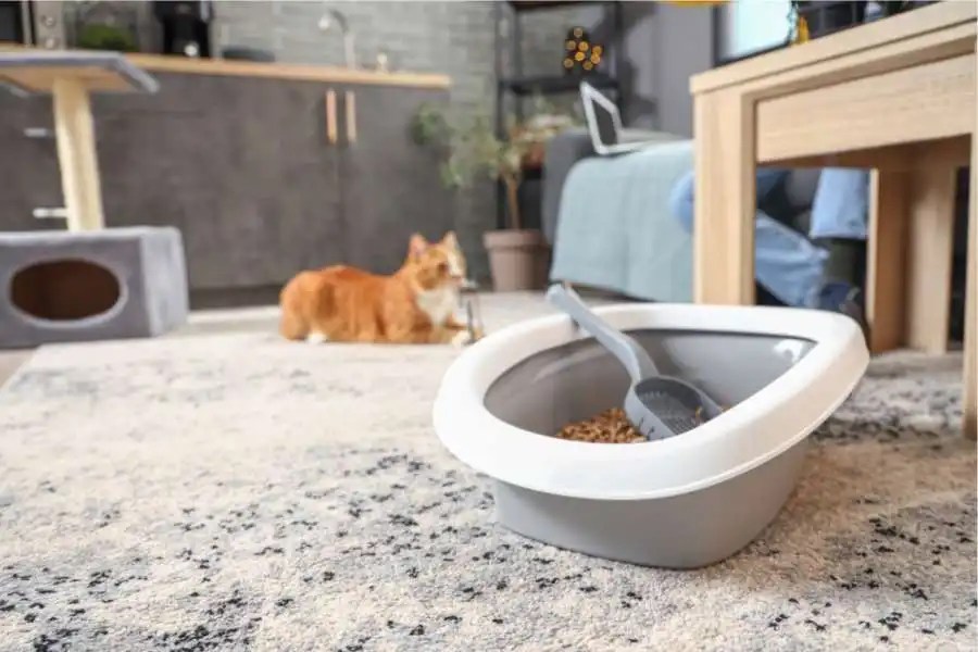How To Clean Litter Boxes And Trays, Keeping Your Home Fresh Ultimate Guide