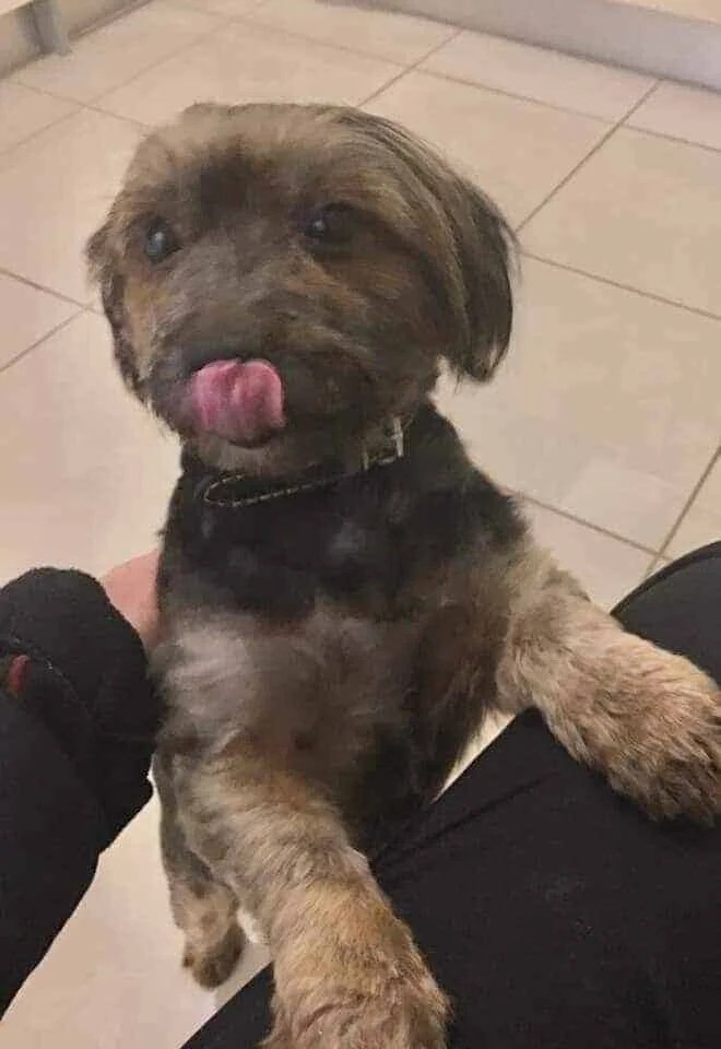 Can Dettol Remove The Dog Pee Smell The Expert's Guide Clean Life Blog