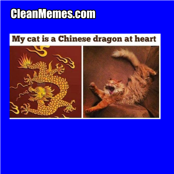 Dragon Cat Clean Memes