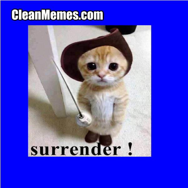 Surrender Cat Clean Memes