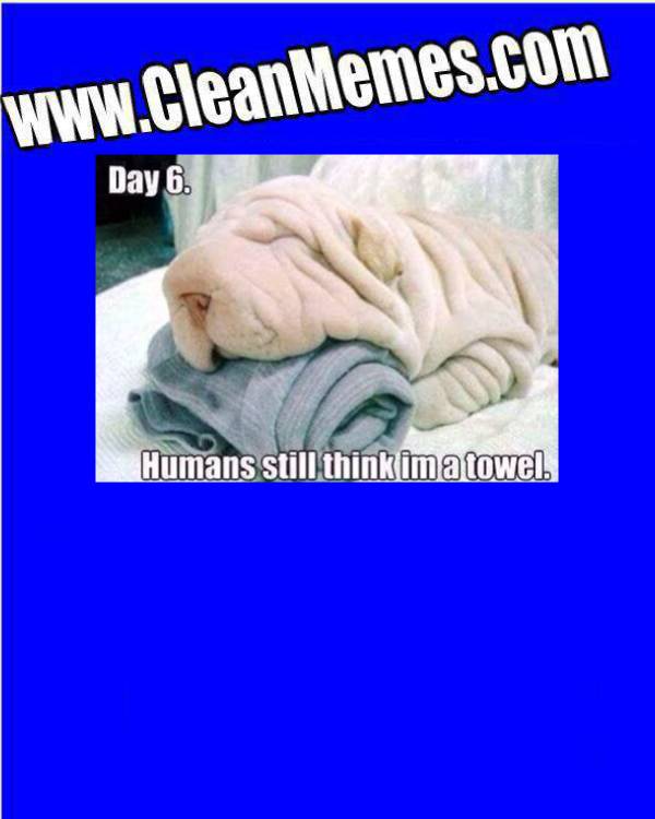 Towel Dog Clean Memes