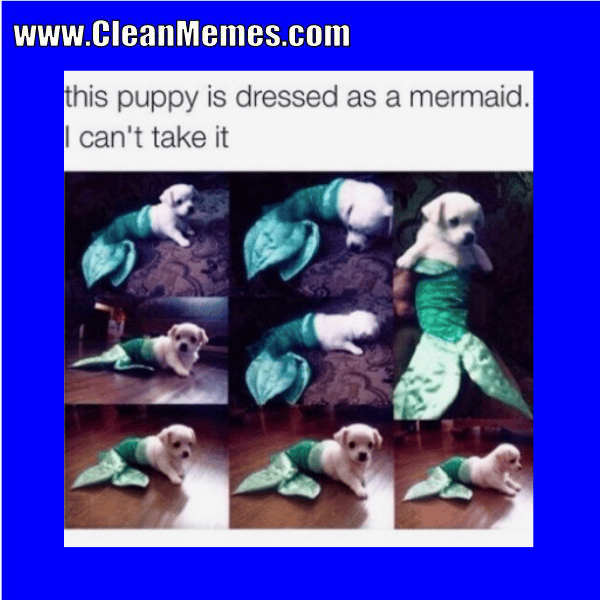Dog Memes Clean Memes