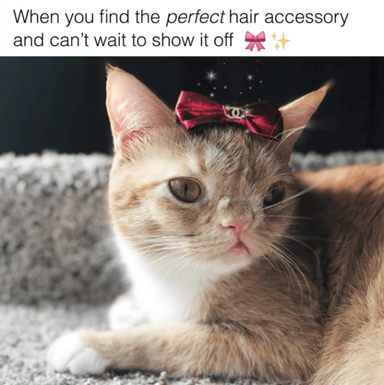 Cat Memes Page 2 Clean Memes