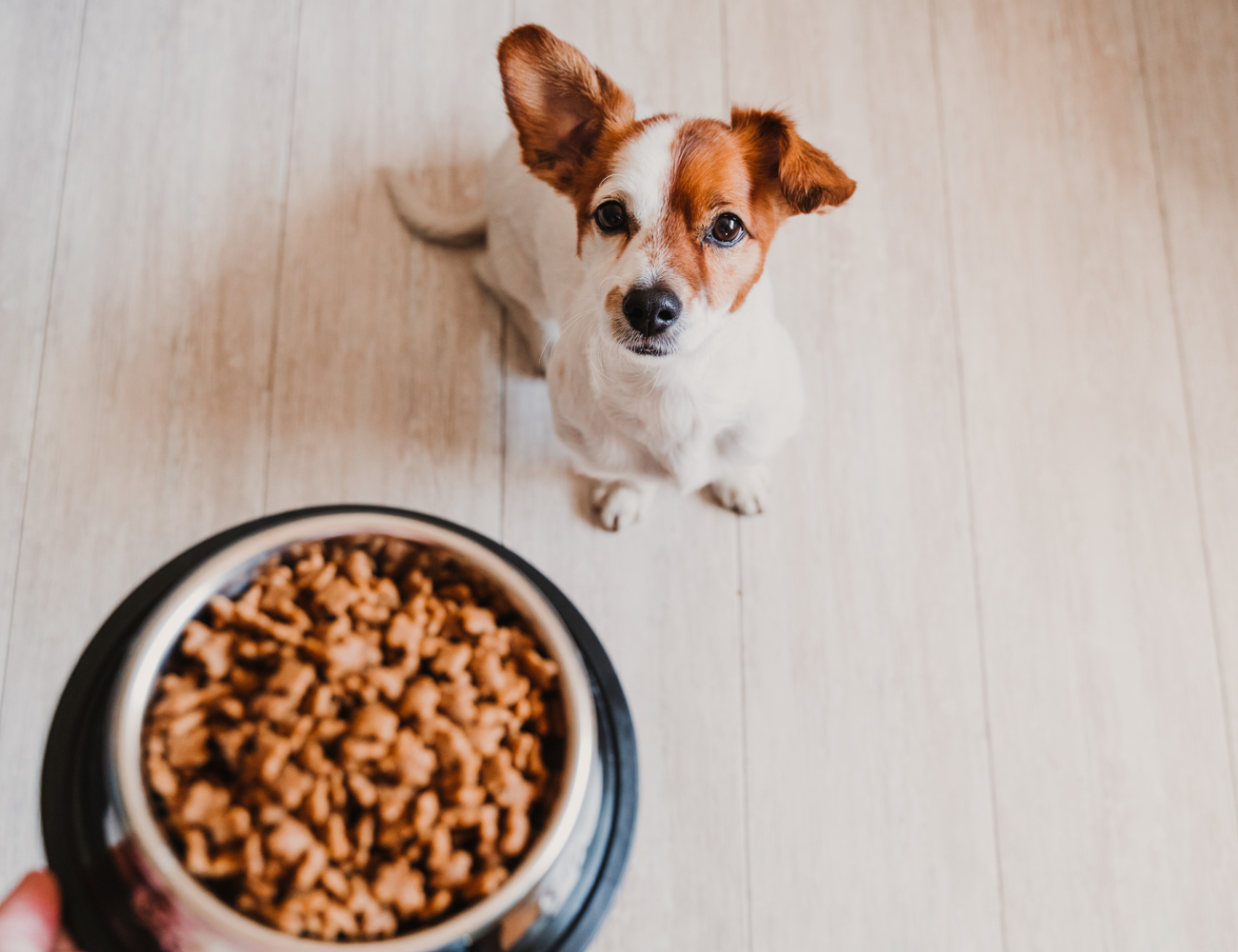 The Best Organic Dog Foods on the Market