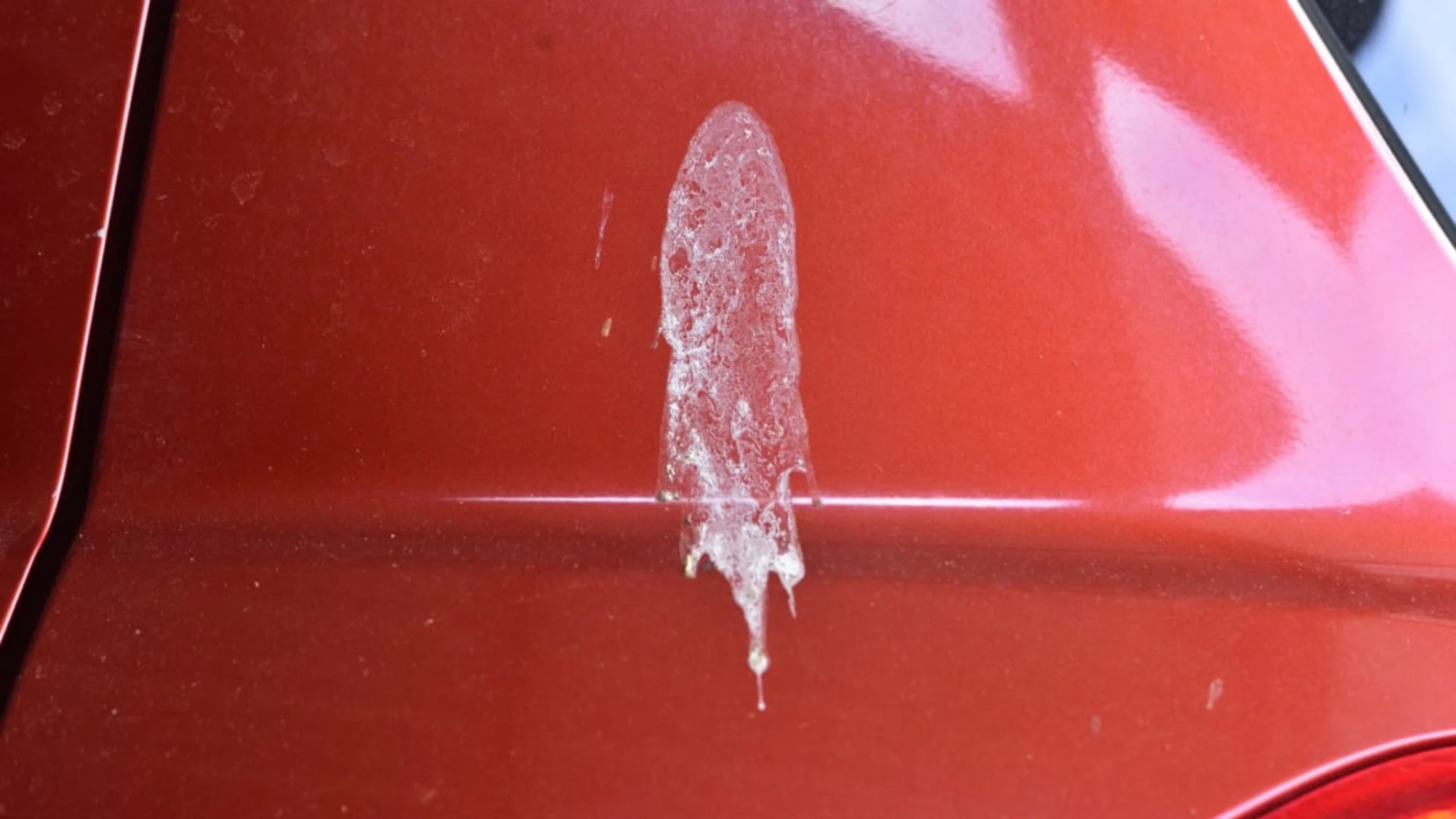 How to clean bird poop off a car Clean Quicker
