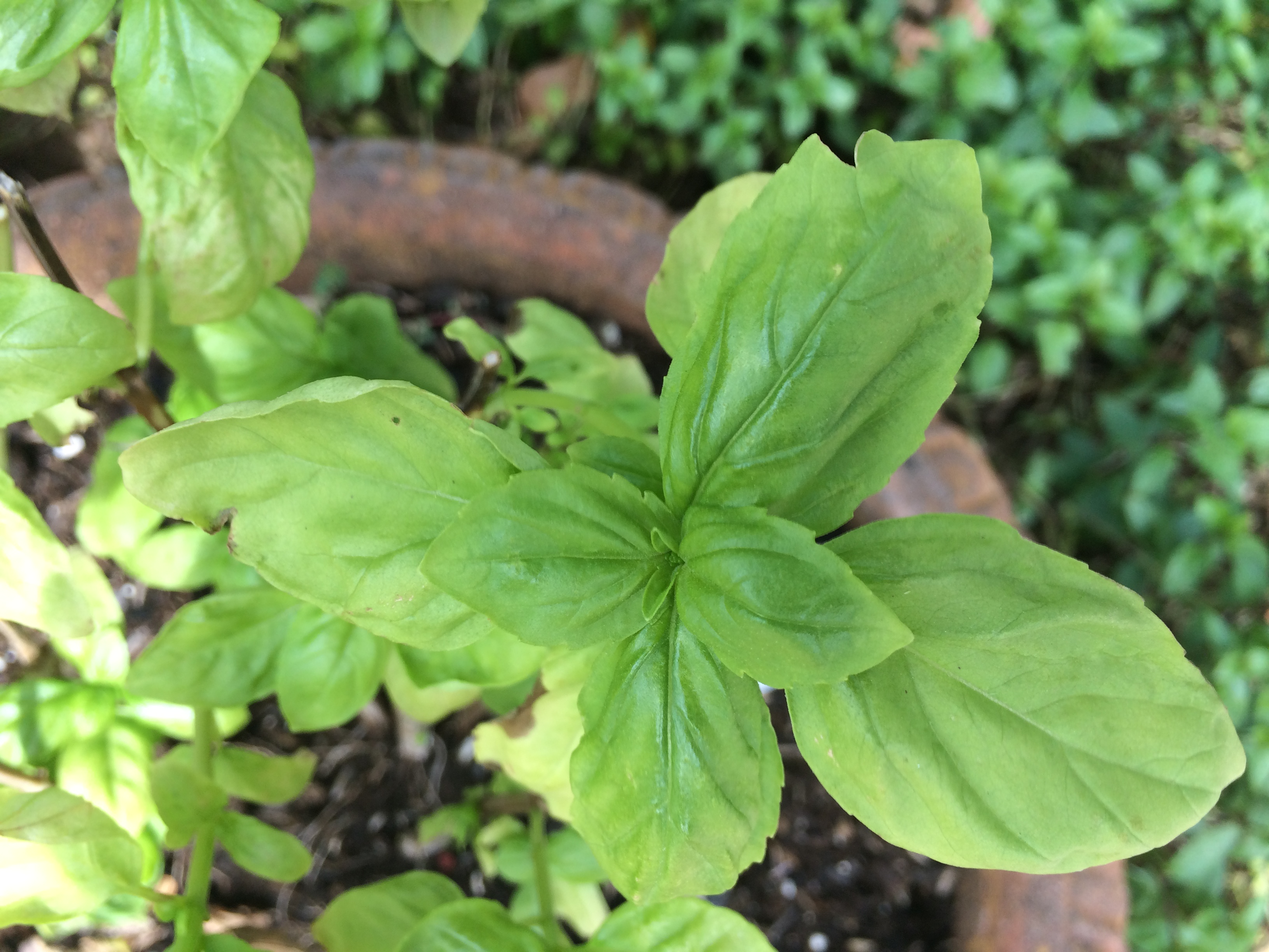 Basil Pesto The Cleansed Palate