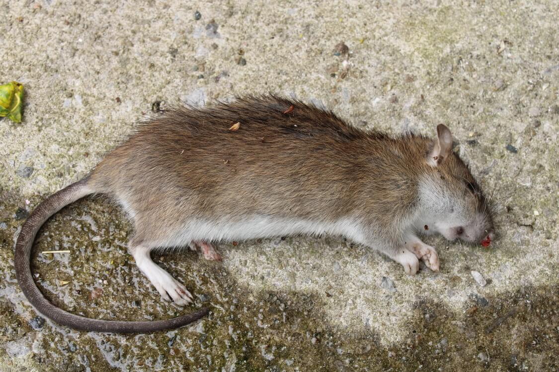 How to Identify and Get Rid of Dead Rodent Smell CleanStart Property