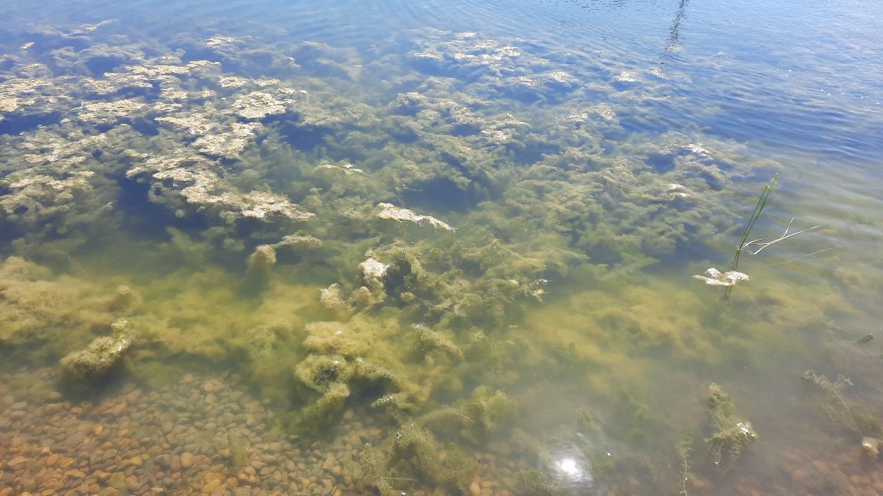 Stagnant Water In Dugout Ponds, Retention Ponds, And Lakes Clean