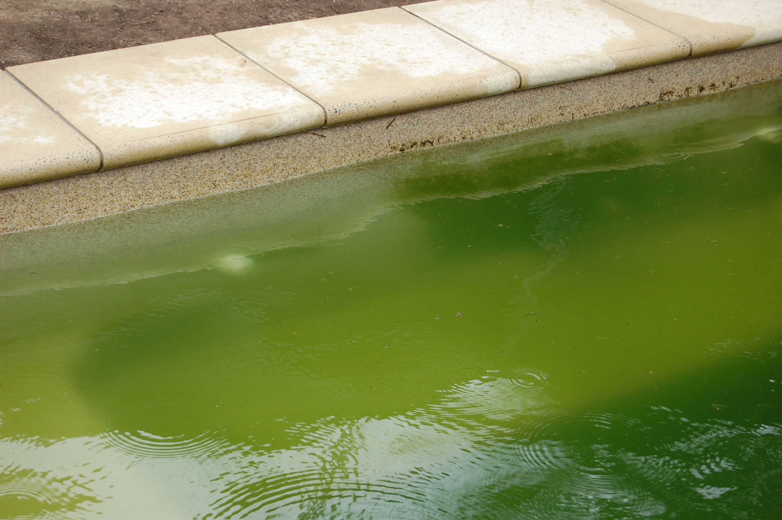 Turning a spring swamp into a sparkling pool Part 1 Clear Choice Labs