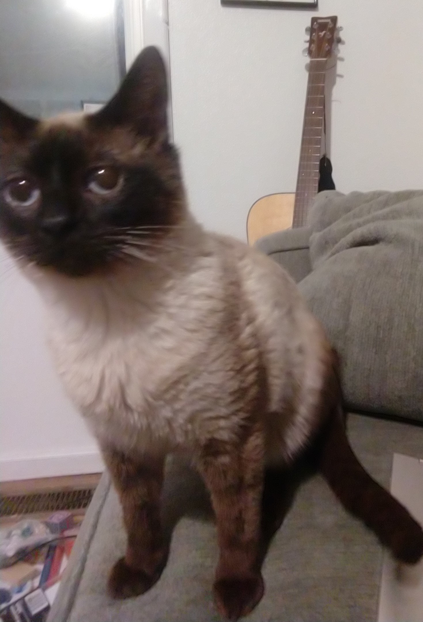 FLOKI Clear Creek Cat Rescue