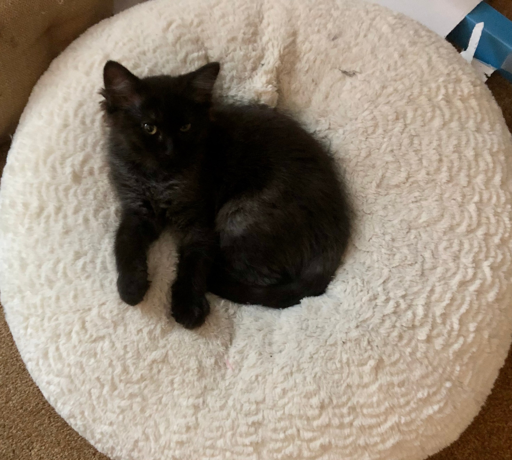 BLUE and BLACKKittens in Anchorage Clear Creek Cat Rescue