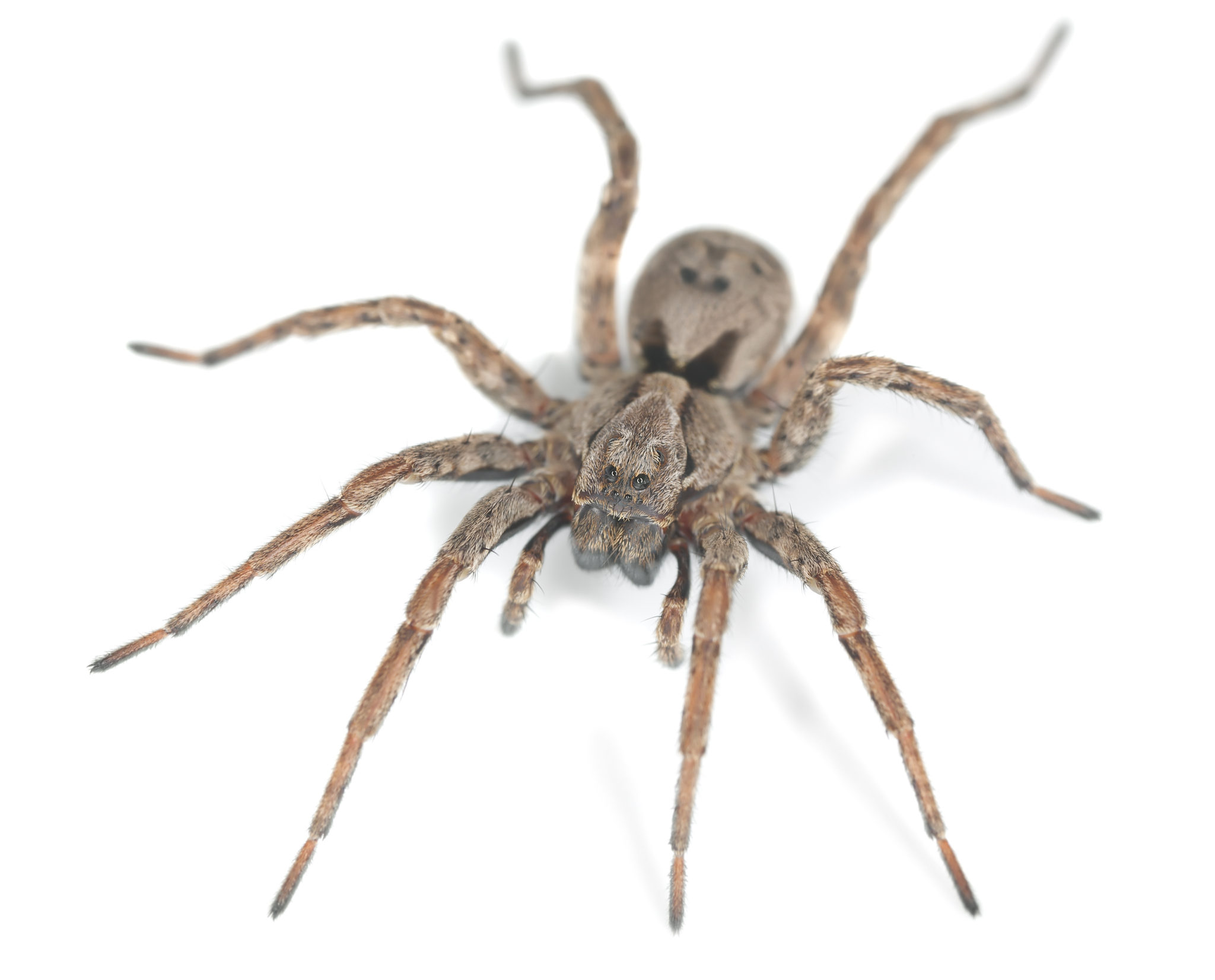 Spiders Pest Control ClearDefense Pest Control