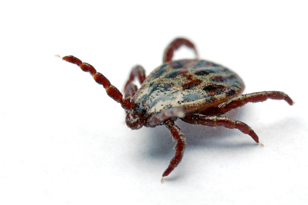 Brown Dog Tick Most Widespread ClearDefense Pest Control