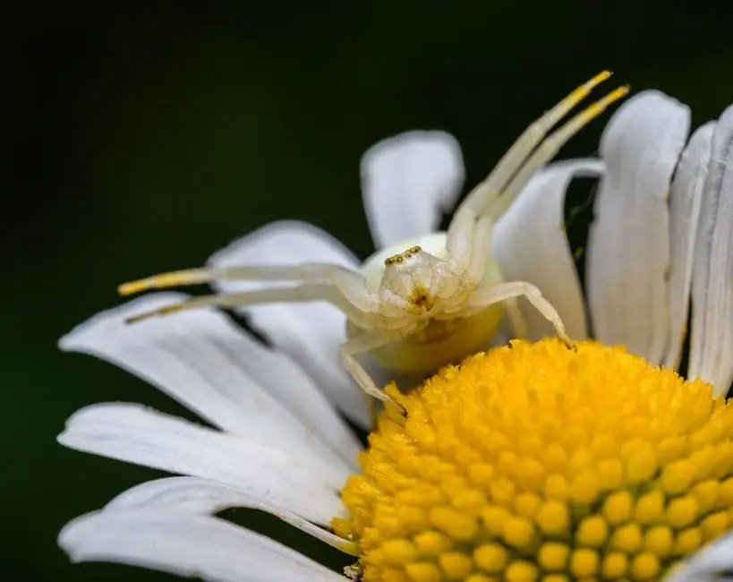 8 Myths About Spider Control You Need to Stop Believing ClearDefense