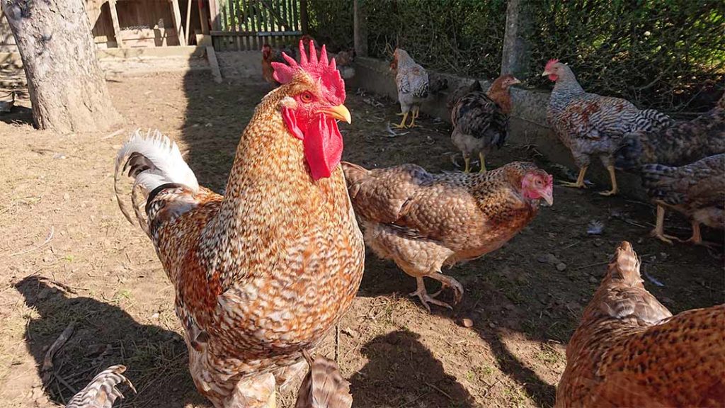 Chicken meat processing wastewater treatment by ClearFox®