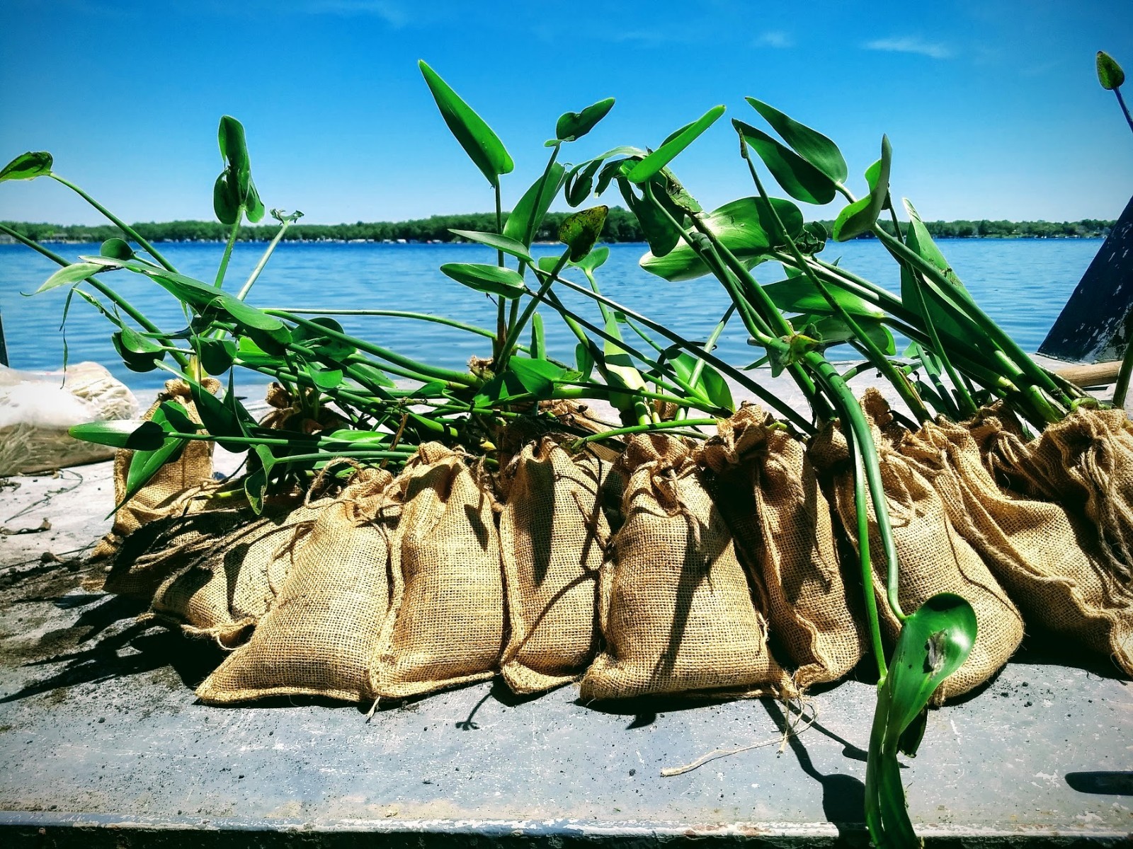 Kasota Island Restoration Project Updates News & Events The Clear