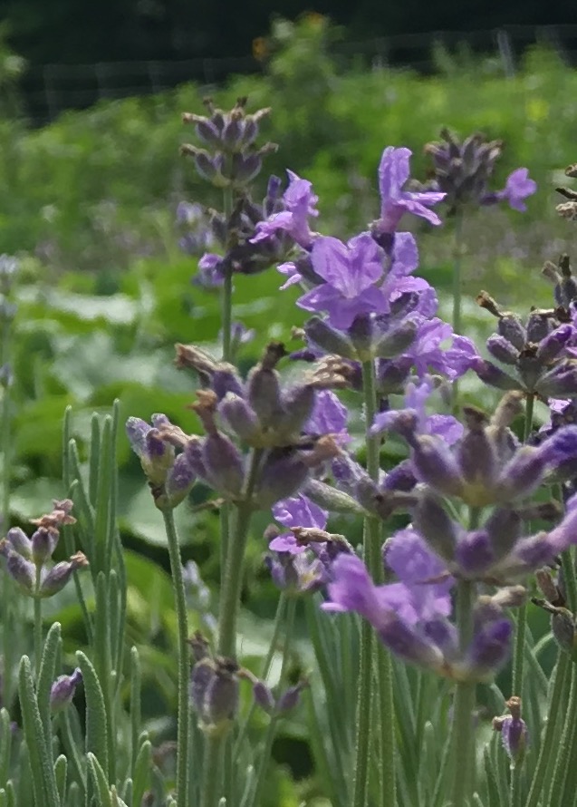 Mints for the Mind AntiAnxiety Herbs Clearpath Herbals