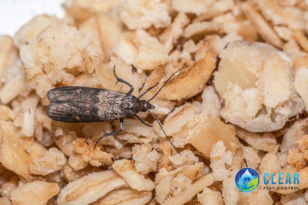 Moth Exterminator Dublin Clear Pest Control