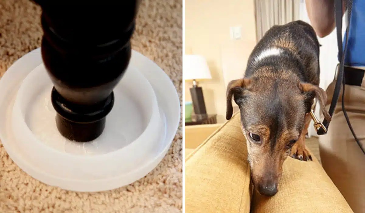 Bed Bug Detection Tools Your Defense Against an Infestation