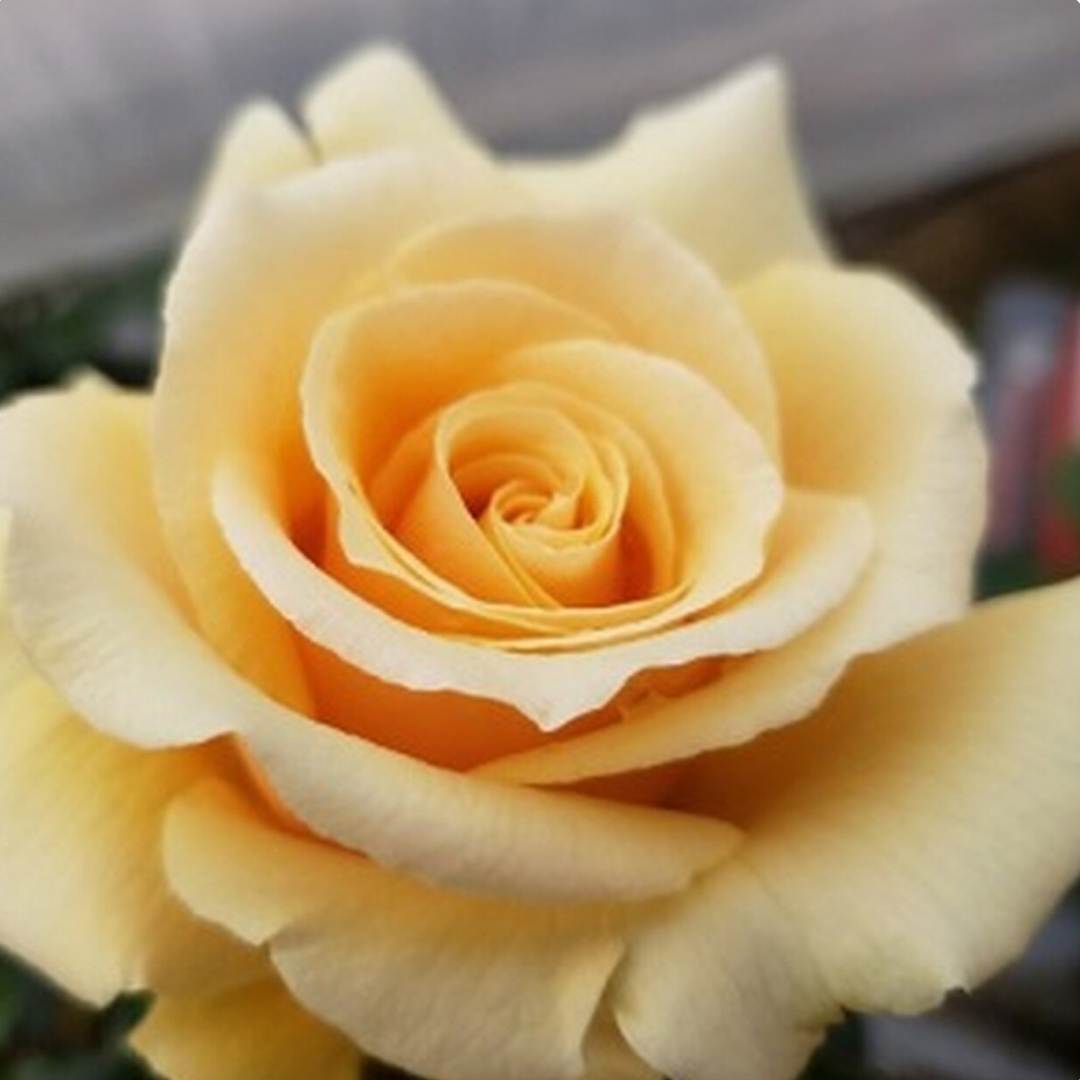 Top 6 Tips for Growing Roses