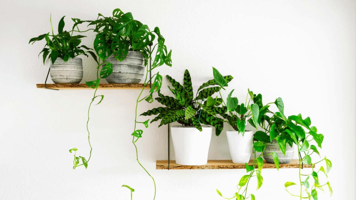 7 Creative ways to display your houseplants Clearview Garden Shop