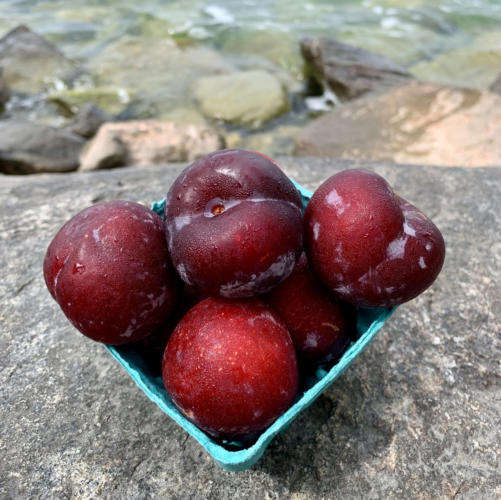 Black Amber Plums Clearwater Farm