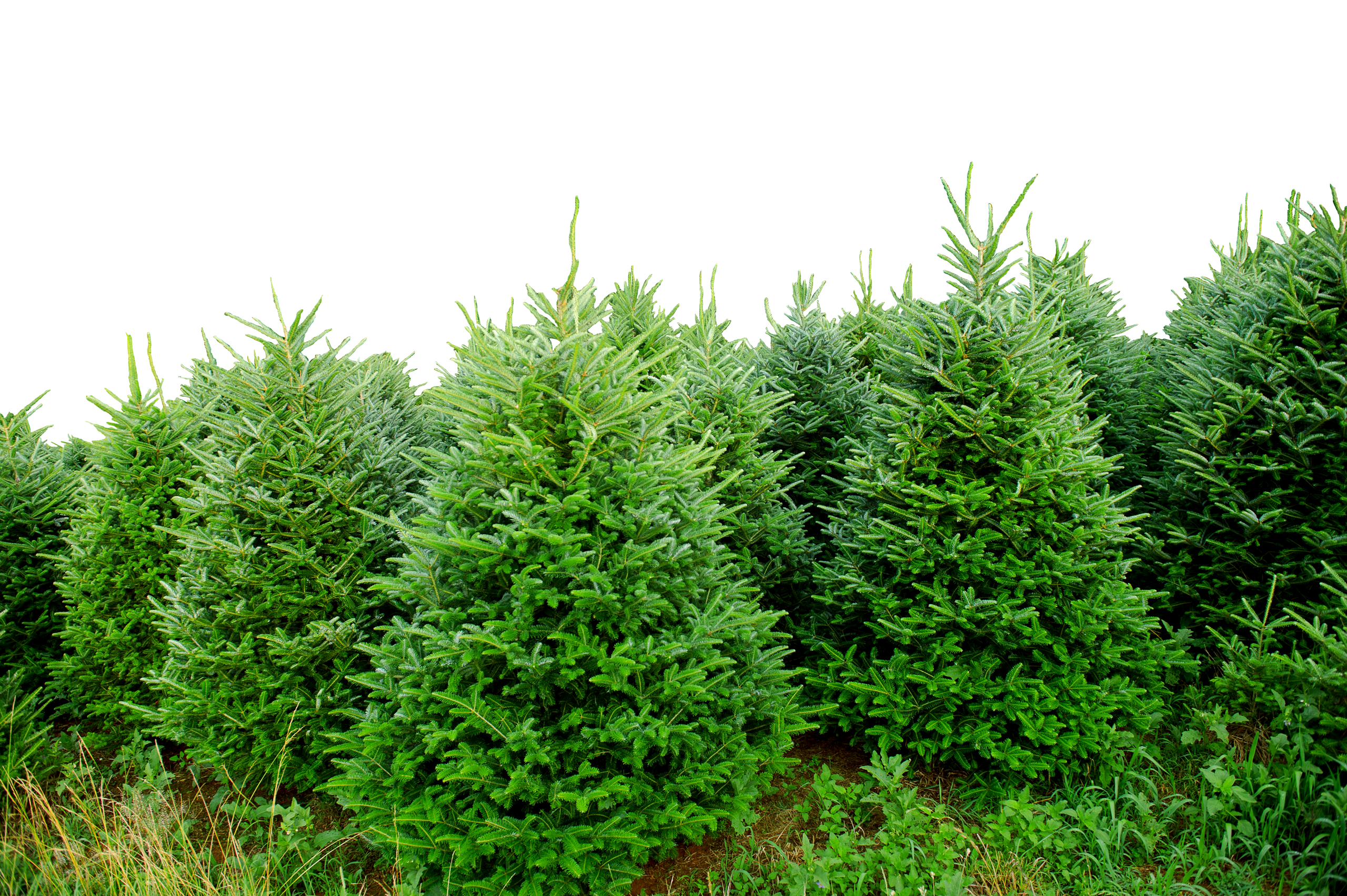 Cleary evergreens Un site utilisant WordPress